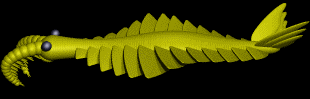Anomalocaris anim&eacute;