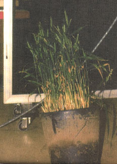 Pot de bl&eacute;s