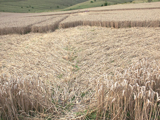 Int&eacute;rieur d'une hirondelle Milk Hill